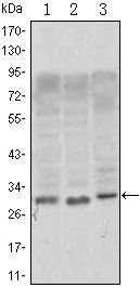 CD69 Antibody