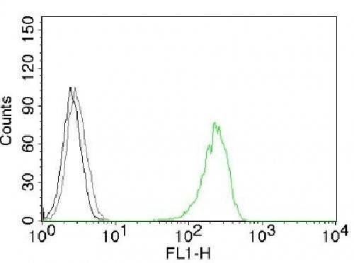 CD71 antibody