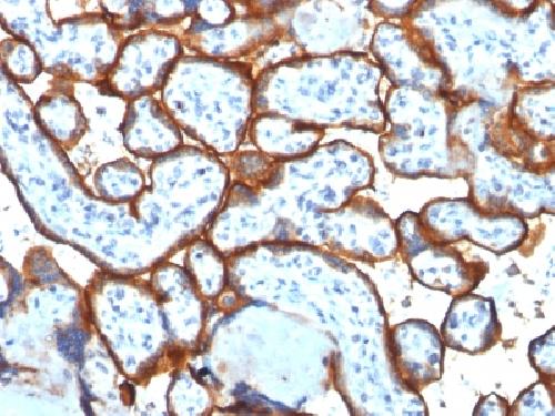 CD71 / Transferrin Receptor (TFRC) (Extracellular Domain) Antibody