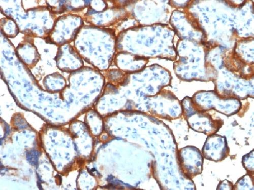 CD71 antibody