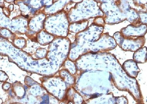 CD71 antibody