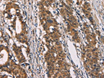 CD80 Antibody