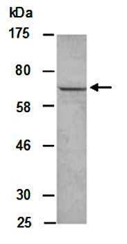 CD80 antibody