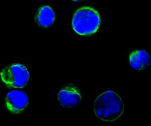 CD80 Antibody