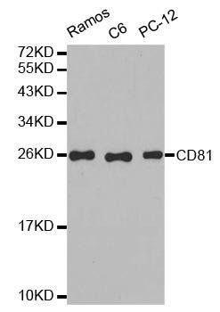 CD81 antibody
