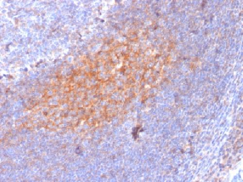 CD81 Antibody