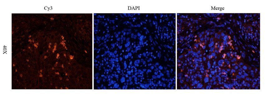 CD81 antibody