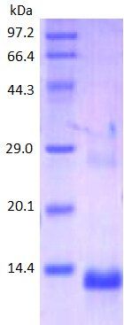 CD81 protein