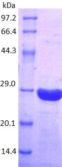 CD81 protein