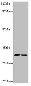 CD82 antibody