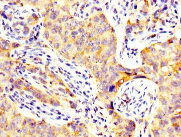 CD82 Antibody