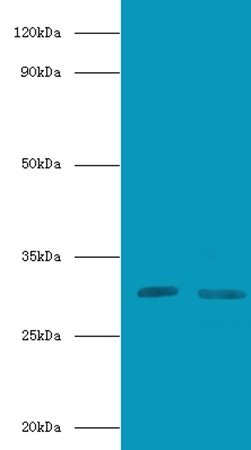 CD82 antibody (Biotin)