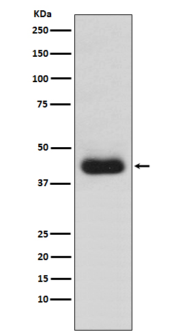 Anti-CD82 Monoclonal Antibody