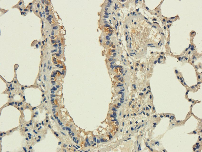 CD83 antibody