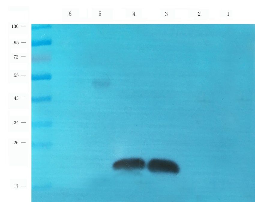 CD83 Rabbit Polyclonal Antibody