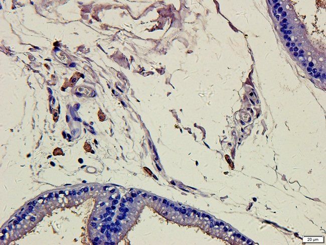 CD86 Rabbit Polyclonal Antibody