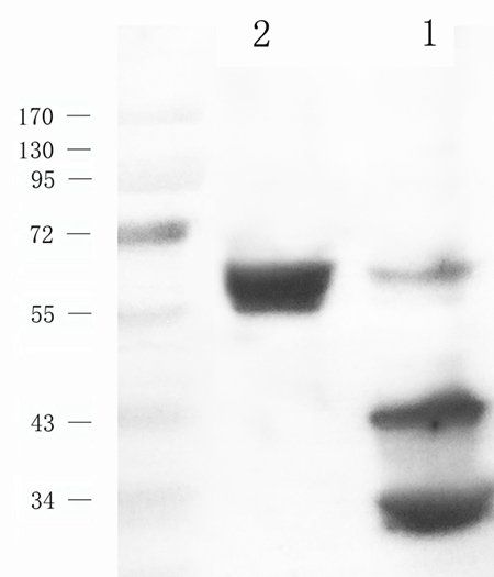 CD86 antibody