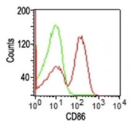 CD86 (Dendritic Cells Maturation Marker) Antibody