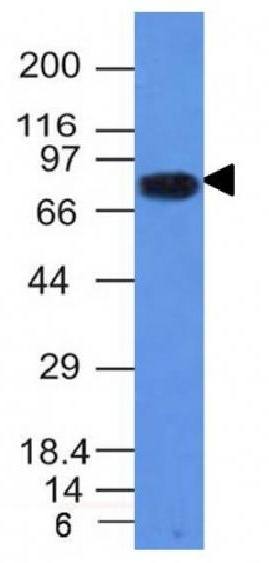 CD86 (Dendritic Cells Maturation Marker) Antibody