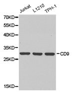 CD9 antibody