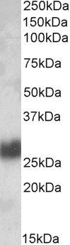 Goat anti-CD90 / Thy1 Antibody