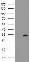 CD95 (FAS) antibody