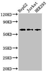 CD96 antibody
