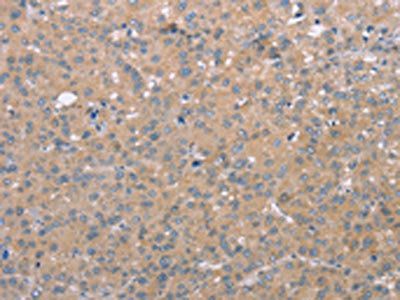 CD97 Antibody