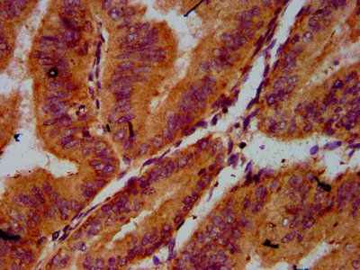 CDC123 Antibody