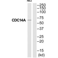 CDC14A antibody