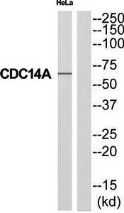 CDC14A antibody