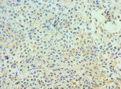 CDC16 antibody