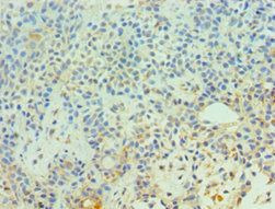 CDC16 Antibody