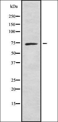 Cdc16 antibody