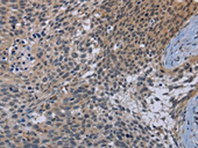 CDC16 Antibody