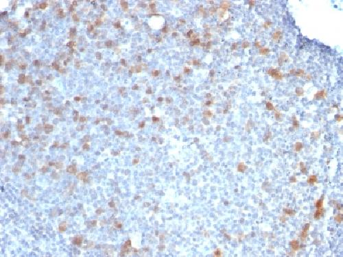 CDC20 Antibody