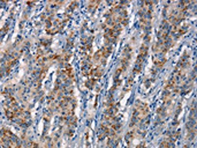 CDC23 antibody