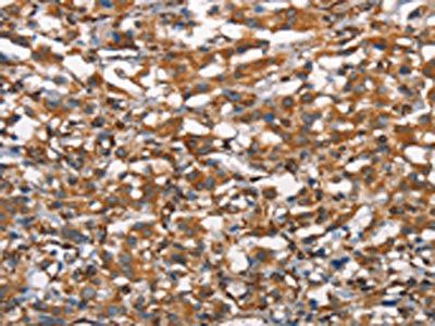 CDC23 Antibody