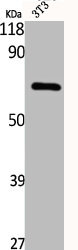 CDC23 Antibody