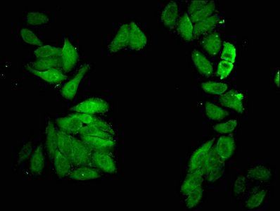 CDC23 Antibody