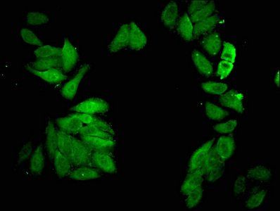 CDC23 antibody