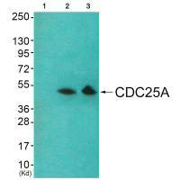 CDC25A (Ab-178) antibody