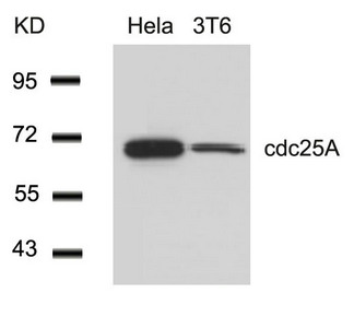 CDC25A (Ab-76) antibody