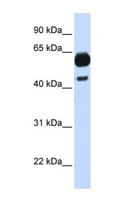 CDC25A antibody
