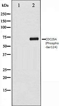 CDC25A (Phospho-Ser124) antibody