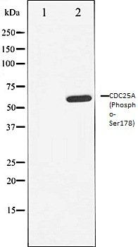 CDC25A (Phospho-Ser178) antibody