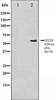 CDC25A (Phospho-Ser75) antibody