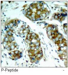 cdc25A (Phospho-Ser76) Antibody