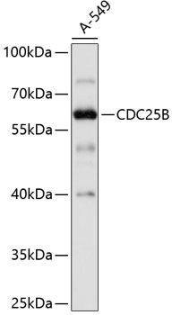 CDC25B antibody