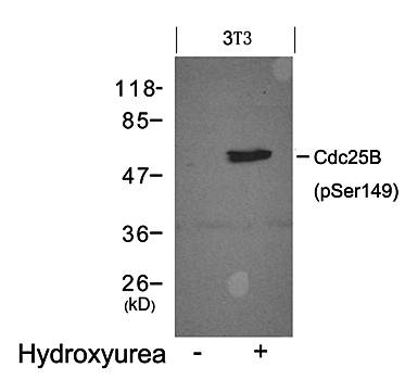 Cdc25B (Phospho-Ser149) Antibody
